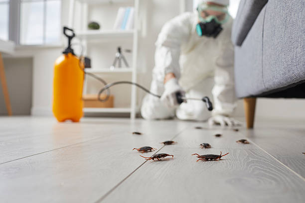 Affordable Termite Control solutions in Anson, TX